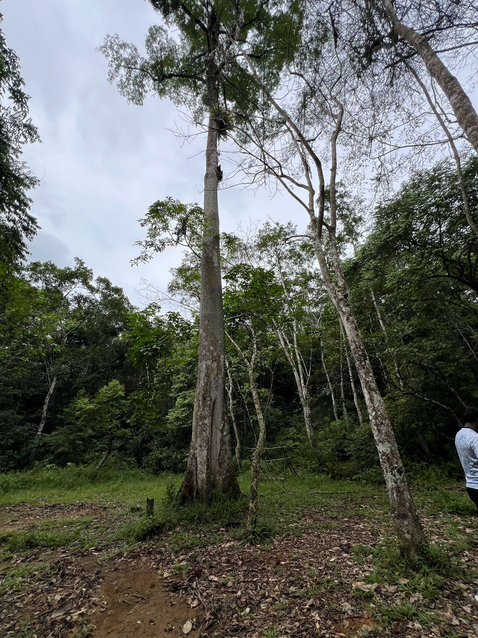 Pokok Pulai